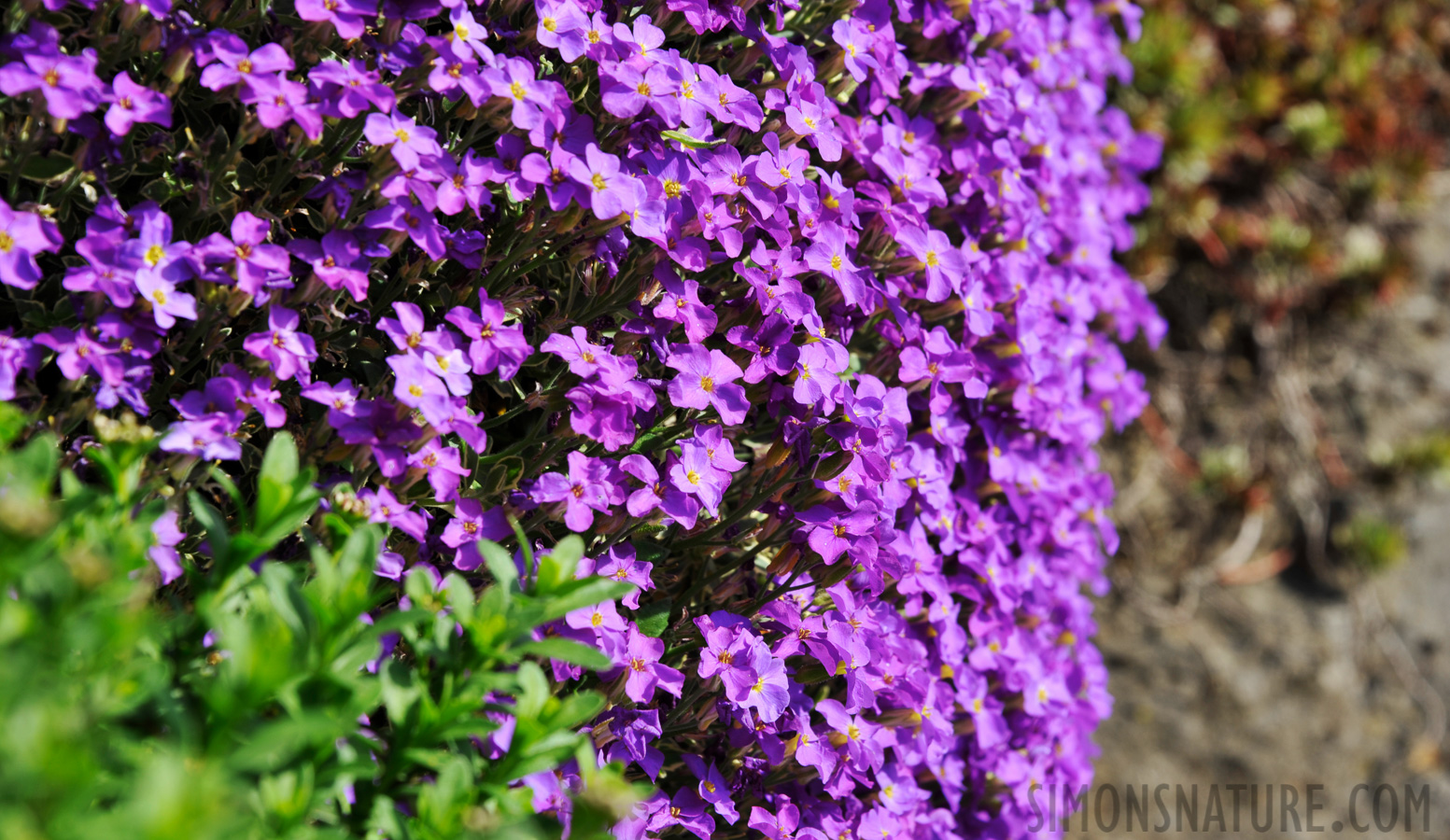 Viel Farbe im Dorf Corcelles [180 mm, 1/125 Sek. bei f / 11, ISO 200]